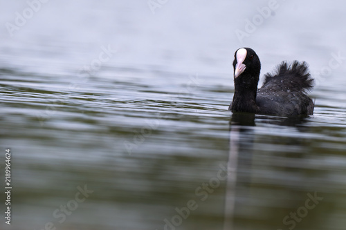 Foto Eurasian coot on calm water surface in a freshwater lake, close up portrait with black body, white frontal shield and beak and shallow water