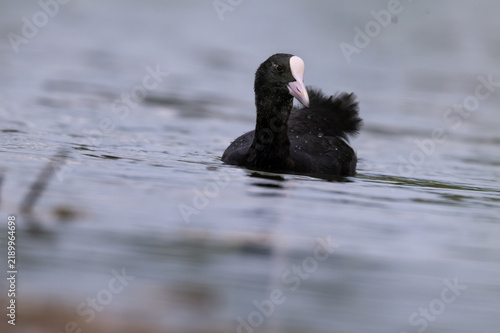 Fotografie Eurasian coot on calm water surface in a freshwater lake, close up portrait with black body, white frontal shield and beak and shallow water