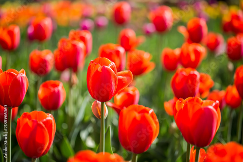 A dense cluster of bright red tulips in full bloom, set against lush green foliage in a sunlit garden.