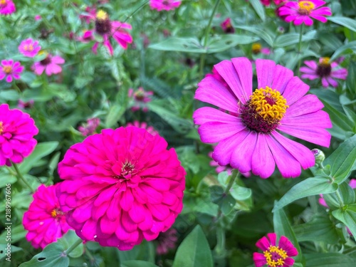 bright fuchsia zinnia glows vividly in the warm daylight, showcasing rich magenta petals and a sun-kissed center
