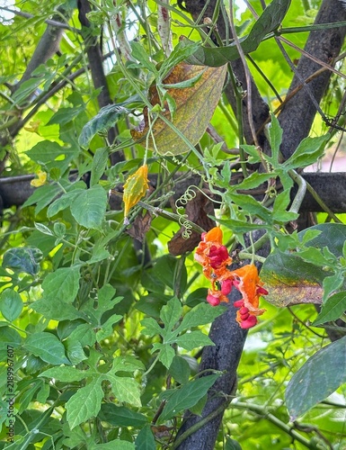 bitter melon plant (Momordica charantia), featuring green lobed leaves and climbing tendrils typical of this tropical vine