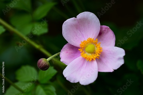 Japanese anemone (Anemone hupehensis) flowers., Ranunculaceae perennial. It produces pink or white blossoms that evoke the atmosphere of autumn.