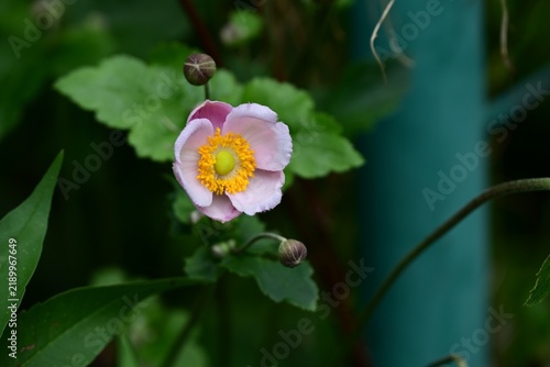 Japanese anemone (Anemone hupehensis) flowers., Ranunculaceae perennial. It produces pink or white blossoms that evoke the atmosphere of autumn.