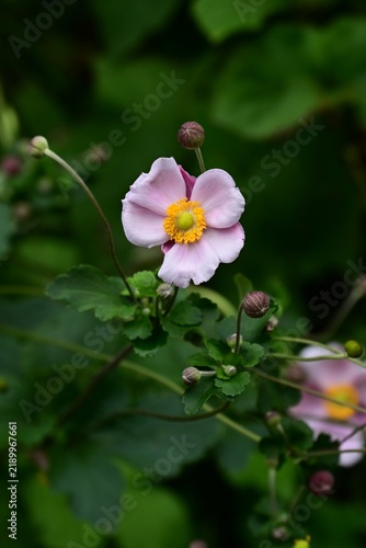 Japanese anemone (Anemone hupehensis) flowers., Ranunculaceae perennial. It produces pink or white blossoms that evoke the atmosphere of autumn.