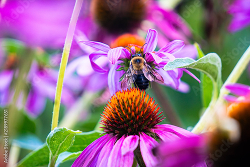 Canvastavla Bumblebee Pollinating Purple Coneflower in Garden