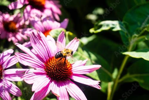 фотографія Bee Pollinating Pink Coneflower in Sunny Garden