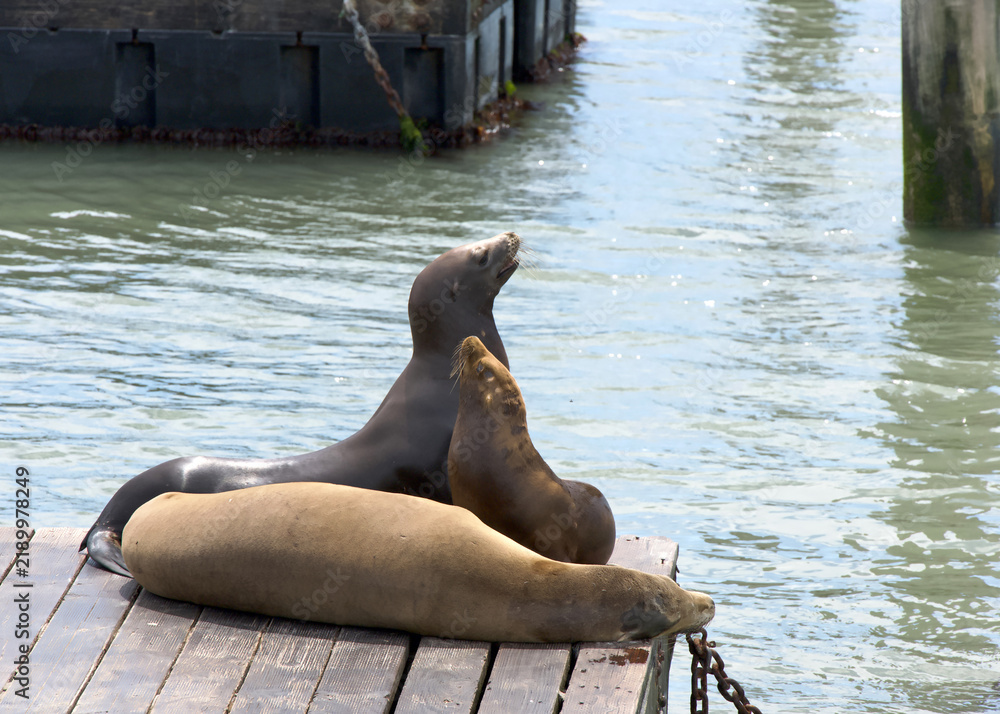 Fototapeta premium Sea Lions hauled out on wood walkway for boat docks. Rather than remain in the water, pinnipeds haul-out onto land or sea-ice for reasons such as reproduction and rest.