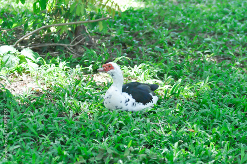Quadro su tela Muscovy Duck or white and black duck