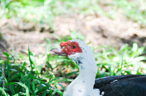 Quadro su tela Muscovy Duck or white and black duck