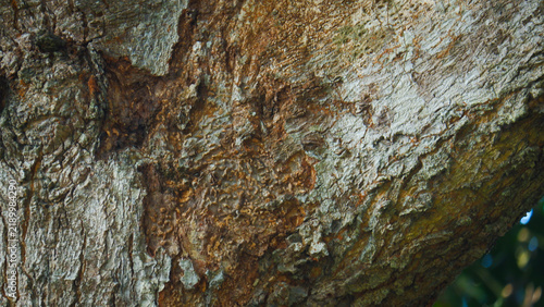 Close up view of rough weathered tree bark texture with natural organic patterns and brown tones