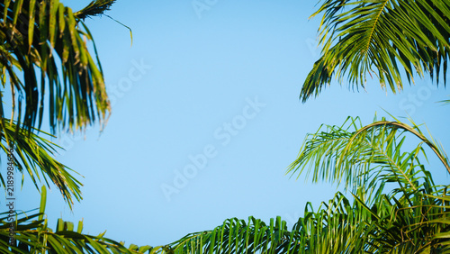 Tropical green palm fronds forming a natural frame against a bright cloudless blue sky background.