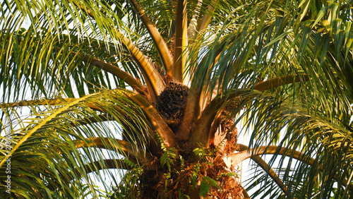 Oil palm tree with fresh fruit bunch in a tropical plantation under warm sunlight.