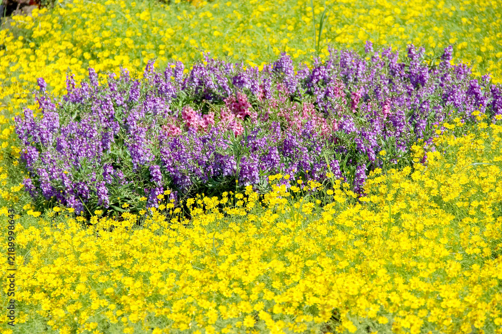 Obraz premium Purple salvia blooming in the middle yellow melumpodium flower field