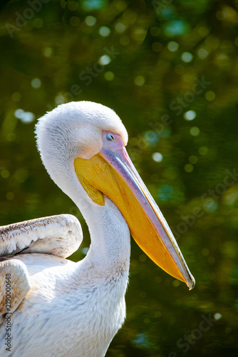 фотографія detail of pelican watching the surrounding