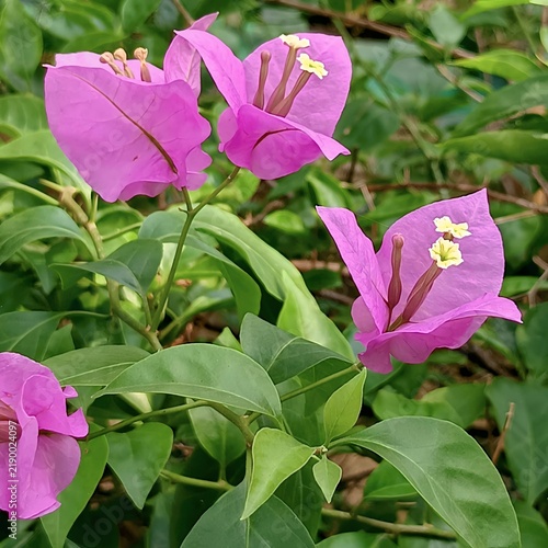 Close up view of magenta bougainvillea paper flowers with tiny white blossoms