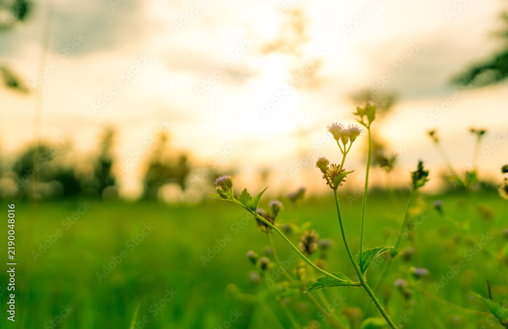 Fototapeta premium Small wildflower blooming in a green meadow during golden sunset, delicate flowering plant growing naturally in grassland with soft evening sky, peaceful nature and seasonal growth concept