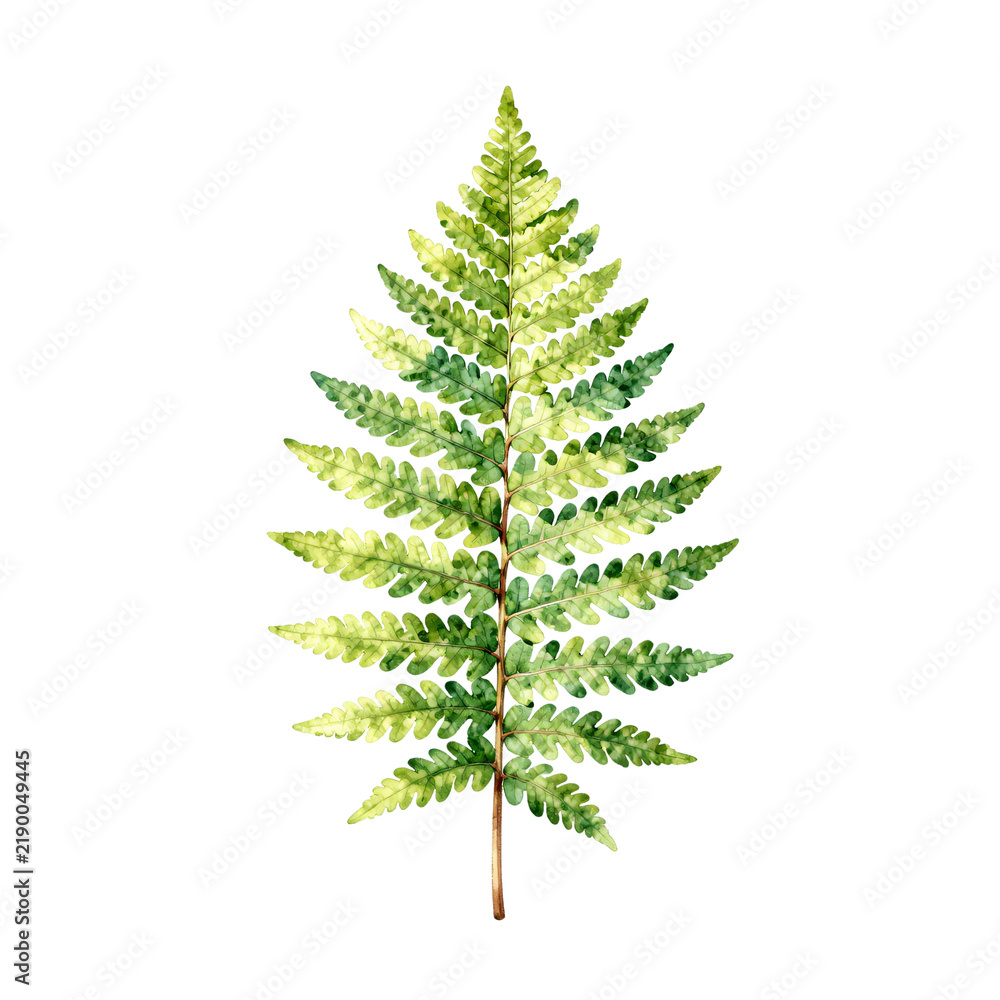 Obraz premium Single fern frond with detailed leaves painted in watercolors on a white background