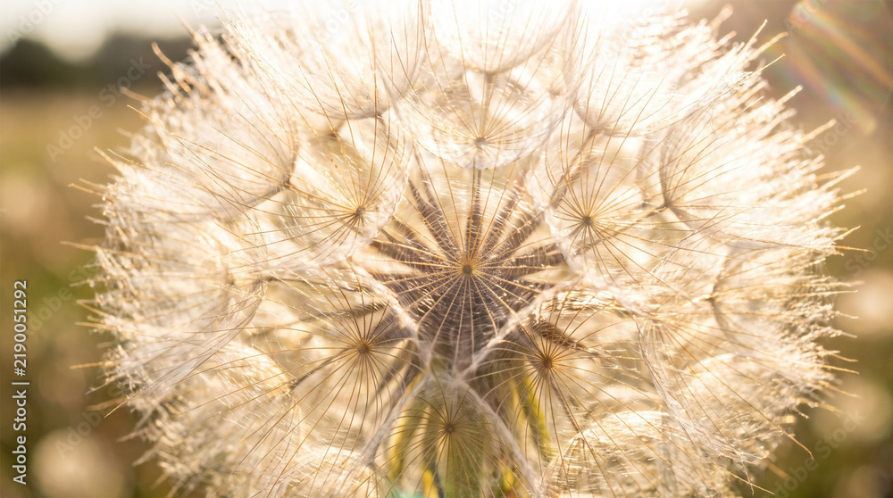 Fototapeta premium Macro Shot of Dandelion Seed Head Pappus with Golden Sun Backlight