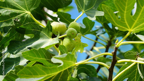 A fig tree bearing figs