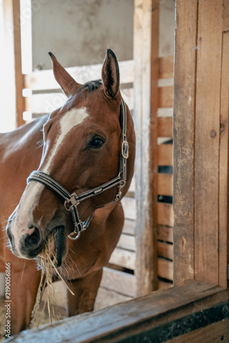 Brown horse eating hay inside a wooden stable stall