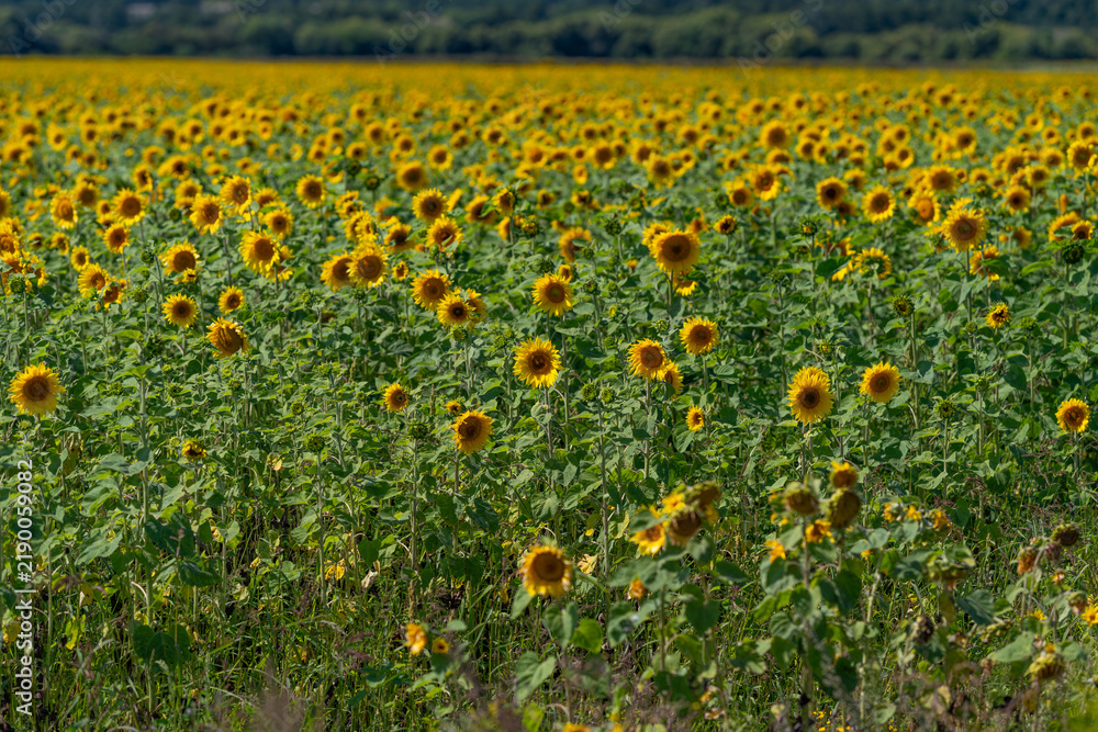 Obraz premium Vibrant field of sunflowers stretching towards the horizon under a bright blue sky in early summer