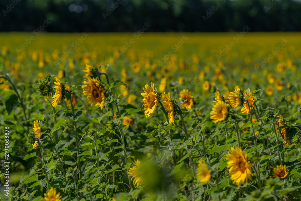 Obraz premium Expansive field of sunflowers swaying under the bright summer sun in a lush green landscape