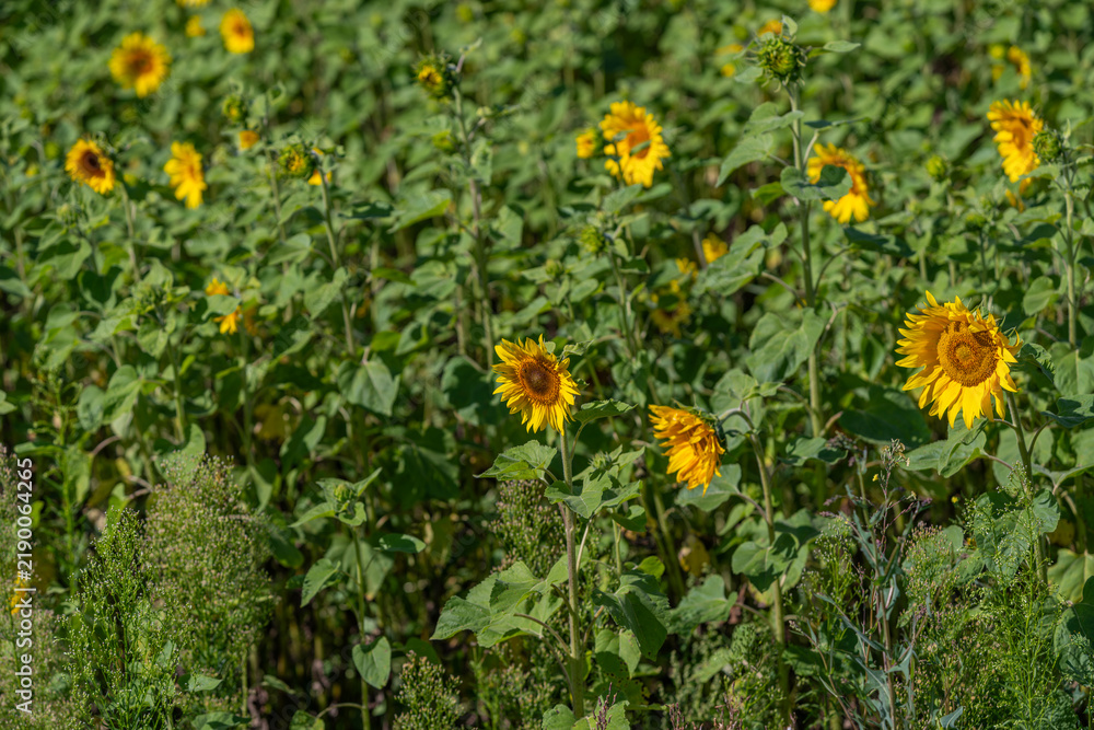 Fototapeta premium Vibrant sunflower field under bright blue sky during sunny afternoon
