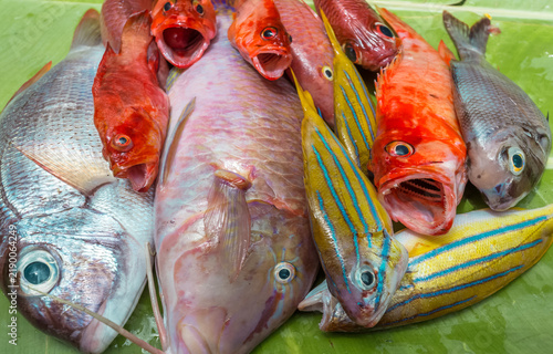Poissons tropicaux 