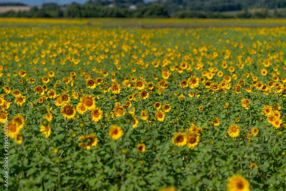 Obraz premium Vibrant sunflower fields stretching towards the horizon under a bright blue sky in the heart of summer