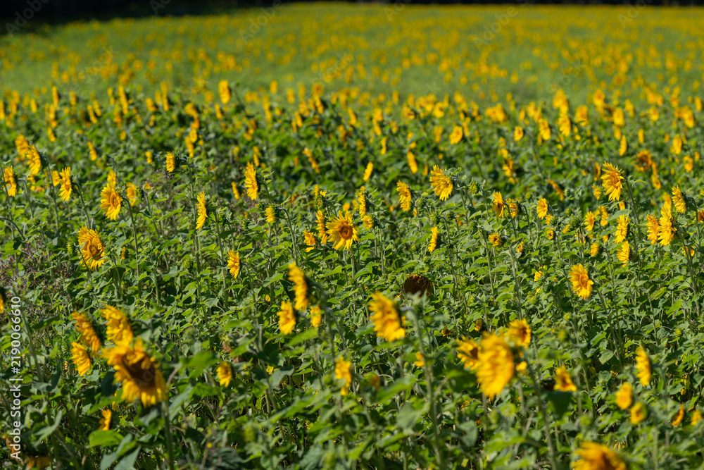 Obraz premium Vibrant field of sunflowers swaying under the bright sun in a picturesque rural landscape