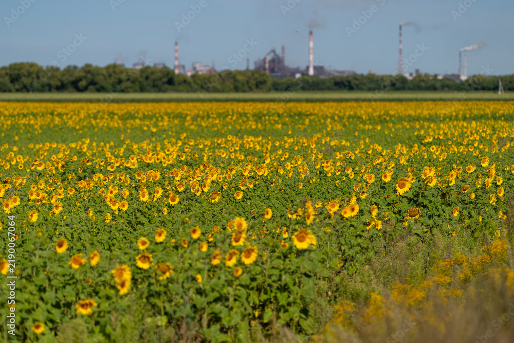 Obraz premium Vibrant sunflower field with industrial backdrop showcases nature's beauty and human impact on the landscape
