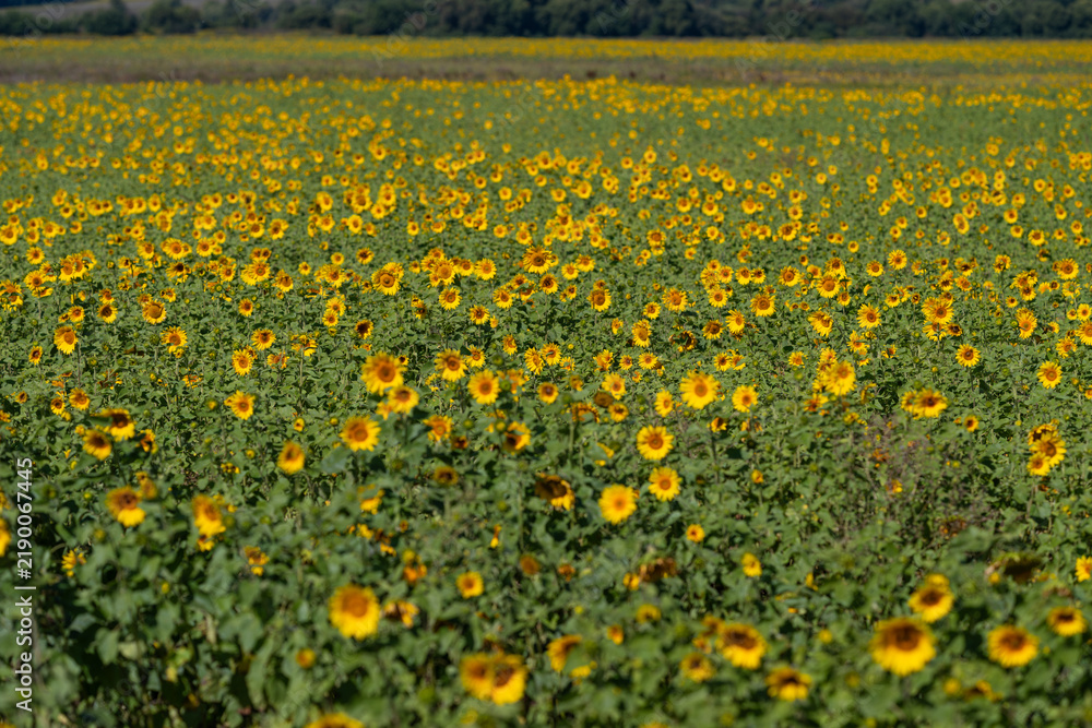 Obraz premium Vibrant sunflower field stretches endlessly under the clear blue sky creating a breathtaking scene of nature's beauty in full bloom