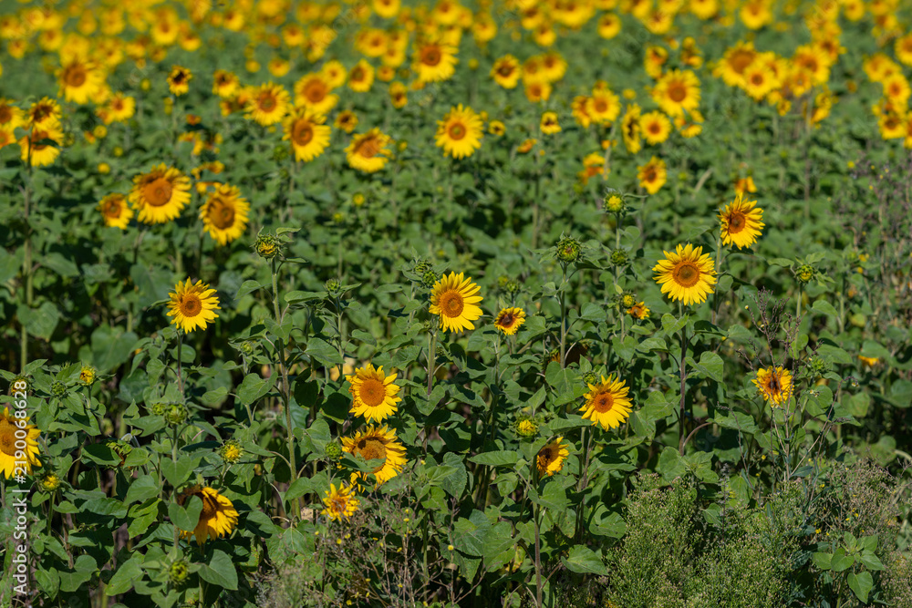 Fototapeta premium Vibrant sunflower field swaying gently in the warm afternoon sun creating a lively tapestry of yellow against the lush green backdrop