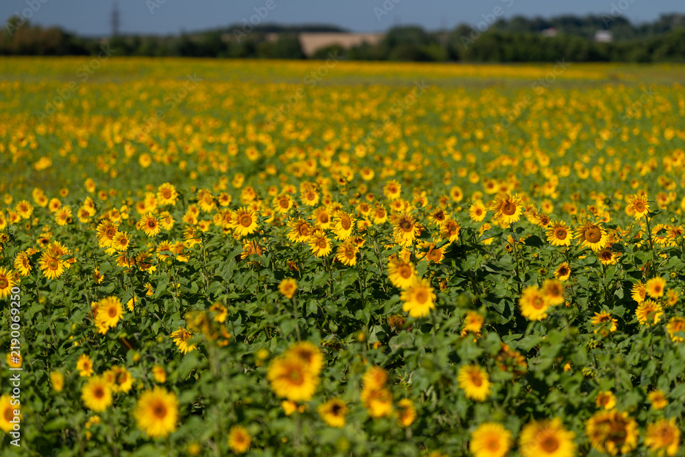 Obraz premium A vibrant field of sunflowers swaying gently under the warm summer sun near a serene countryside