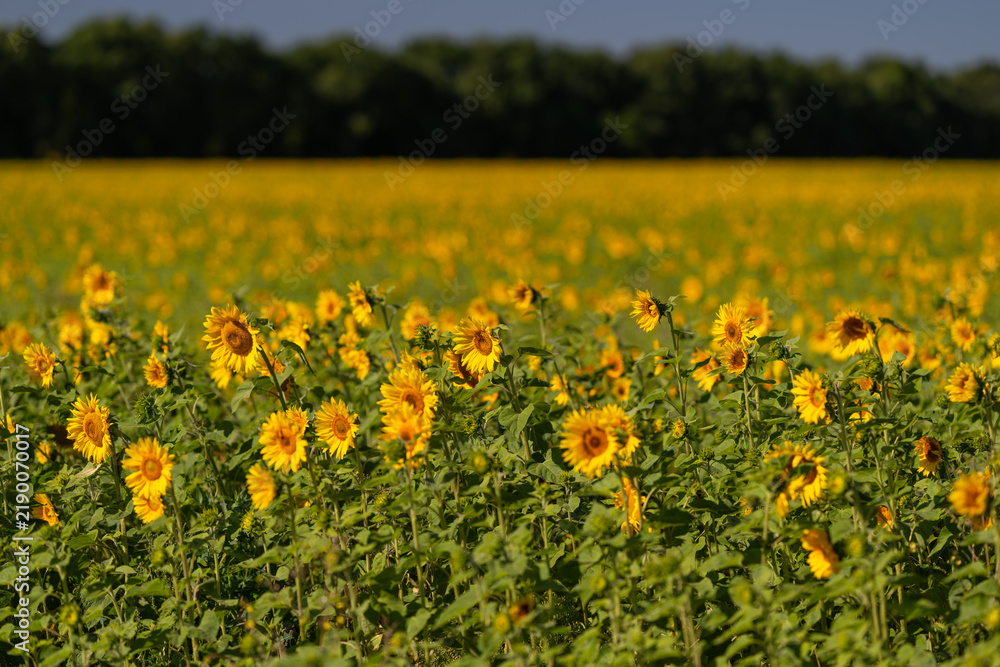 Fototapeta premium Sunlit field of sunflowers swaying gently under a clear blue sky in the countryside