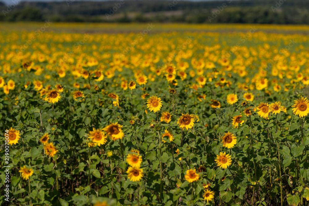 Obraz premium Vibrant fields of sunflowers dancing in the warm sunlight creating a picturesque scene in the countryside