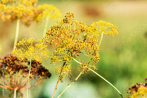 Cuadro en lienzo Golden Yellow Dill Umbels Blooming in a Summer Garden Landscape
