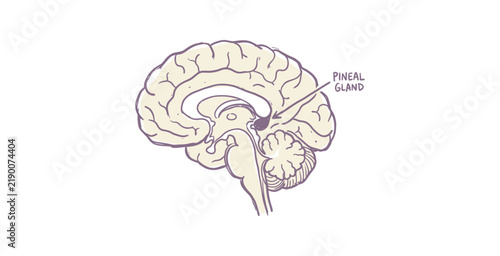 Obraz na plátne Illustration of human brain highlighting the pineal gland in the central nervous system