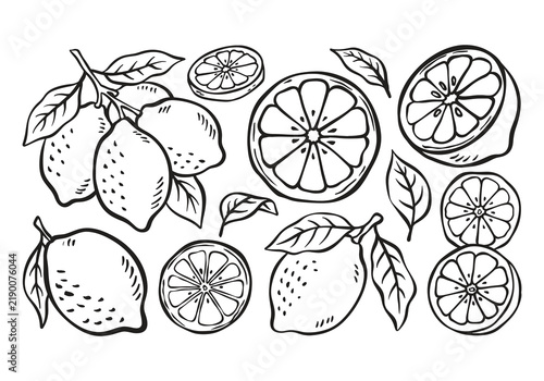 Foto lemon line art hand drawn vector
