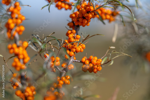 Foto Bright clusters of sea buckthorn berries glistening under the sun capturing the