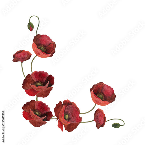Watercolor composition of red poppy flowers on a white background.