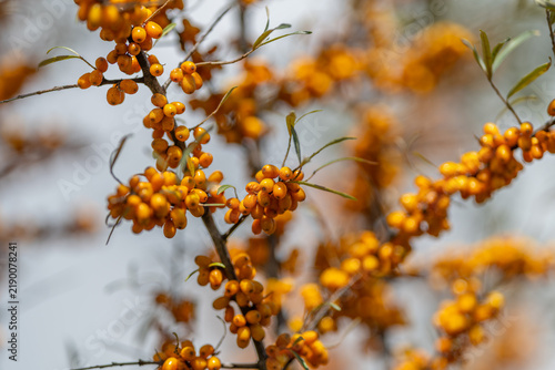 Canvas Print Vibrant clusters of sea buckthorn berries glowing under sunlight in a tranquil g