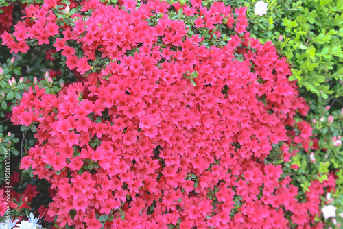 April 30 2026 Pink azalea flowers blooming in spring garden
