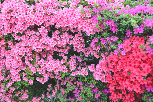April 30 2026 Pink azalea flowers blooming in spring garden