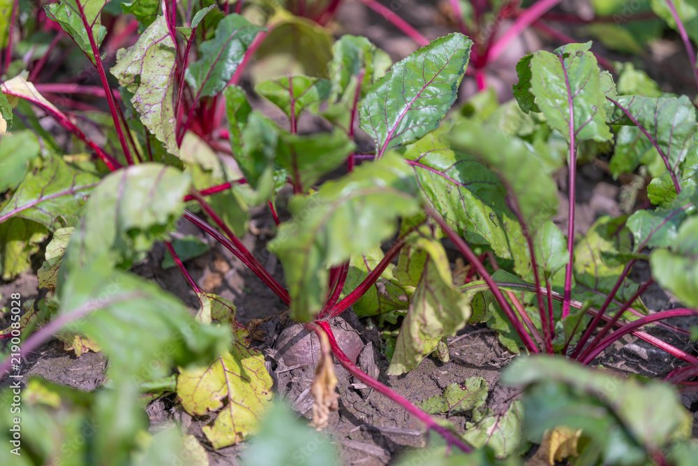 Fototapeta premium Vibrant beet plants thriving in a sunlit garden with rich soil and lush green leaves