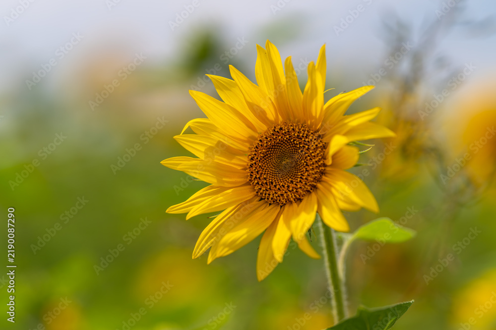 Fototapeta premium Sunflower stands tall under a soft sky while surrounded by a lush green field