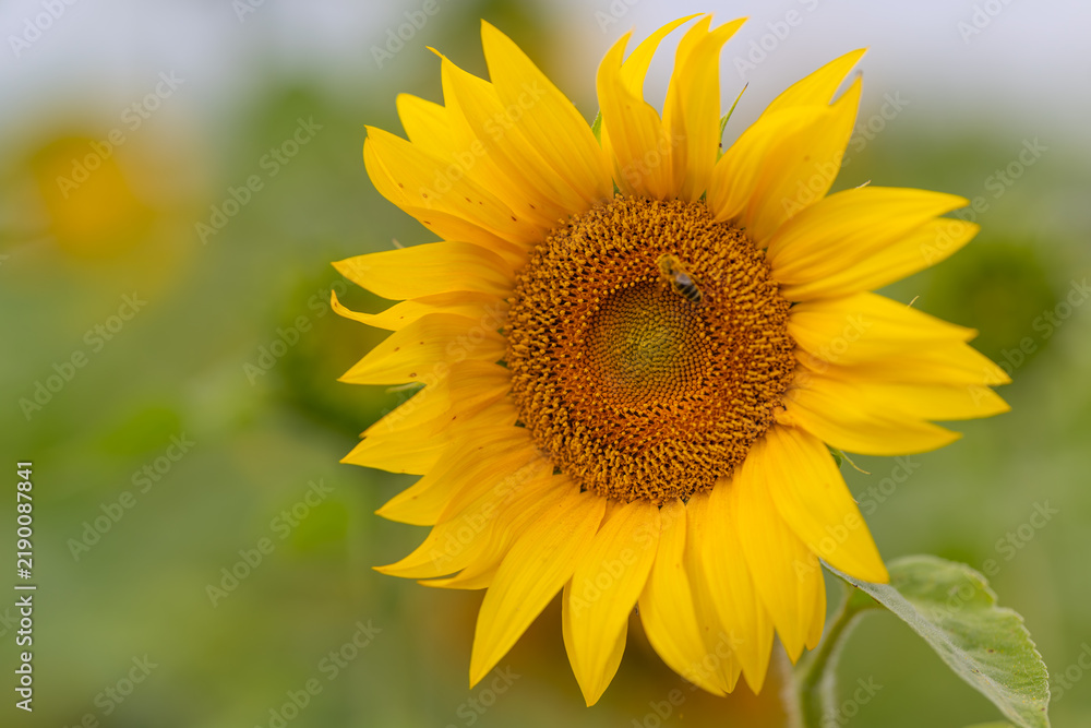 Obraz premium Sunflower blooms brightly in a field showcasing its vibrant petals while a busy bee collects nectar under the warm sun