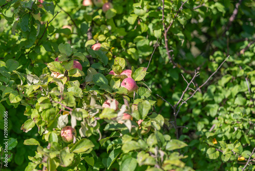 Foto Blossoms and fruit abound in a vibrant orchard under the warm sun on a clear day