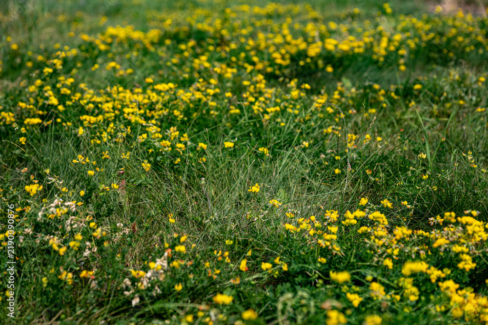 Obraz premium a dense meadow blanketed with small, bright yellow pea-like wildflowers and fine green grass,
