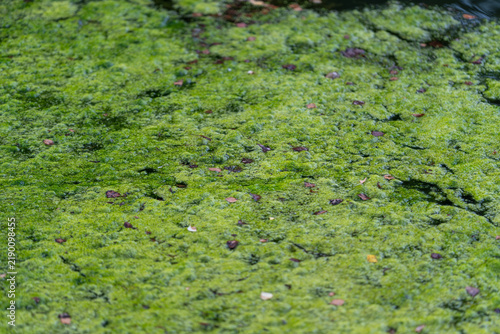 Foto Lush green pond scum covers the surface of a tranquil water body